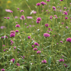 Fireworks Gomphrena