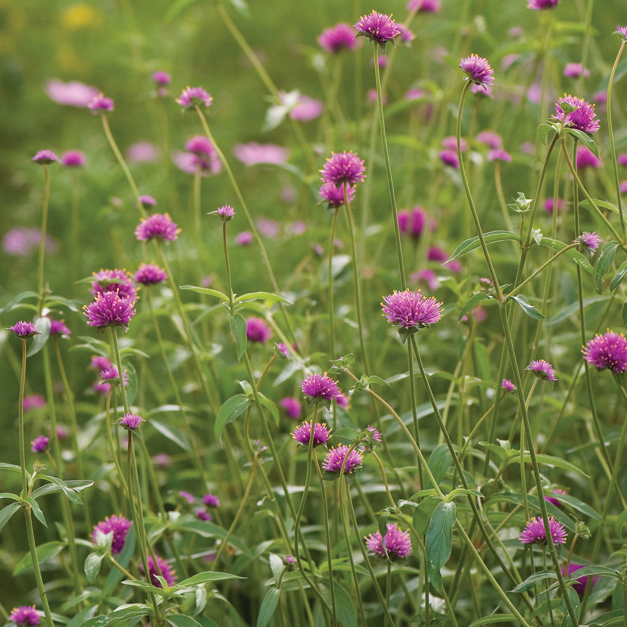 Fireworks Gomphrena