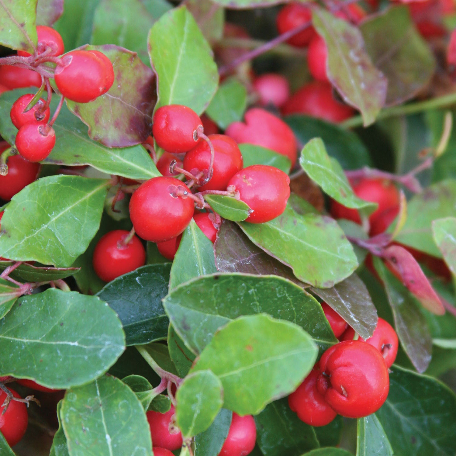Wintergreen with Decorative Pot Herb