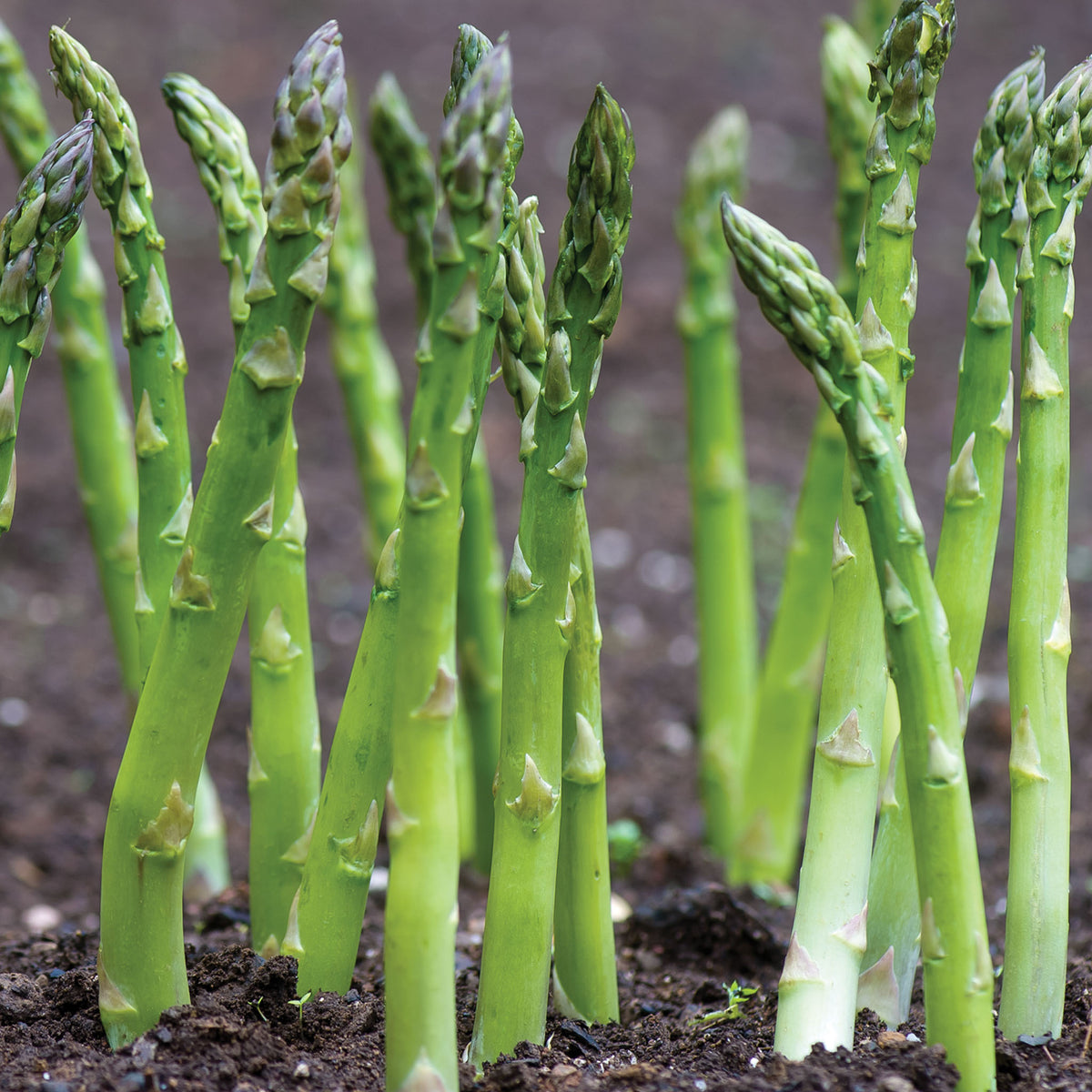 Jersey Supreme Asparagus Bare Roots