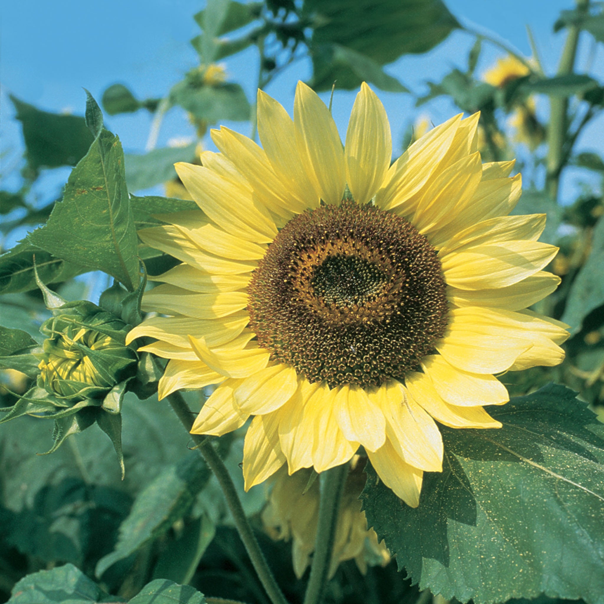 Lemon Queen Organic Sunflower
