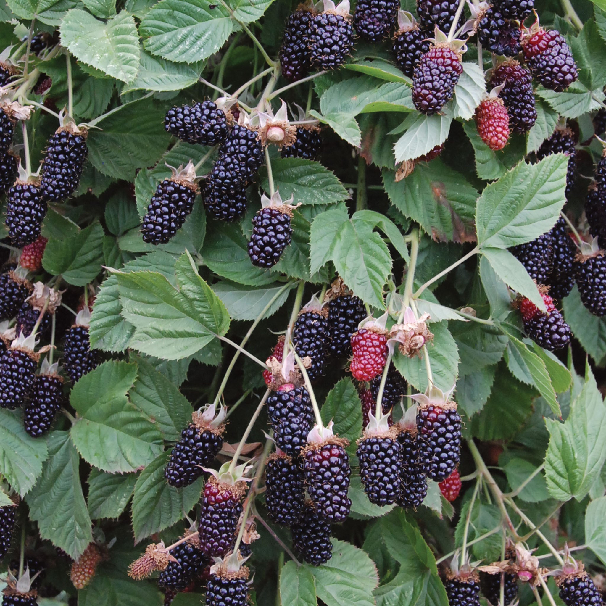 Hall’s Beauty Blackberry