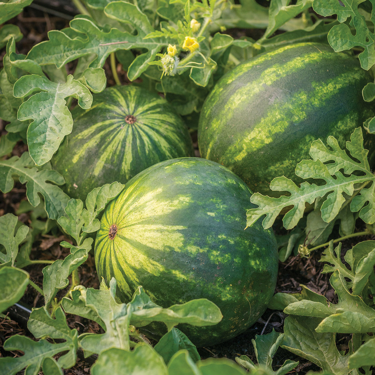 Mini Piccolo Watermelon