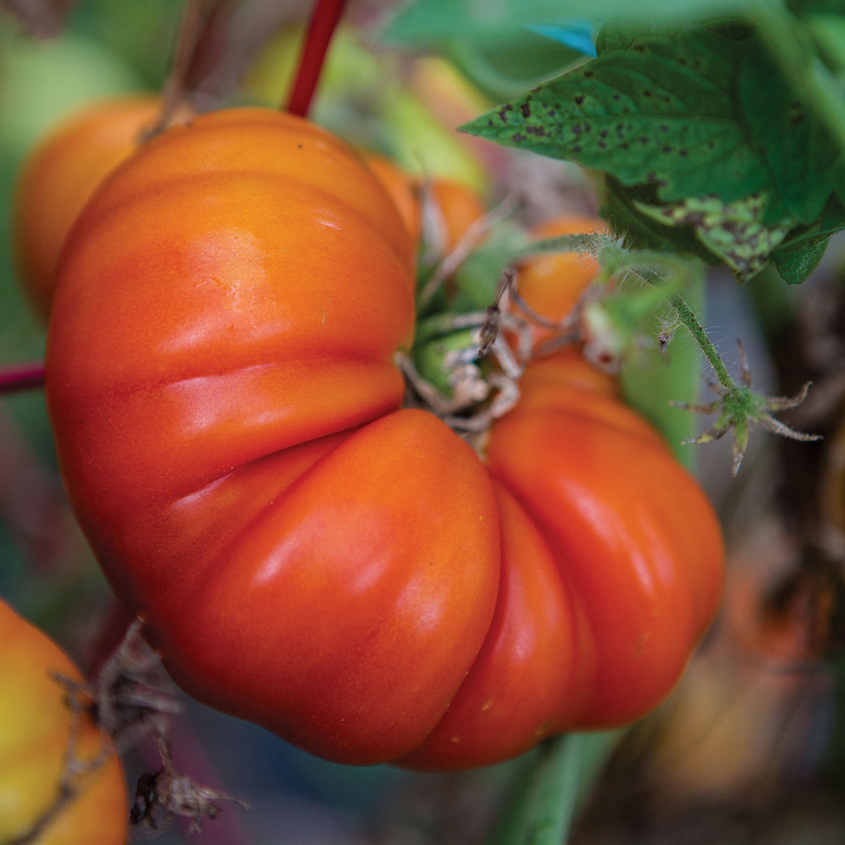 Tomande Tomato