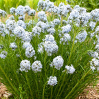 String Theory Amsonia