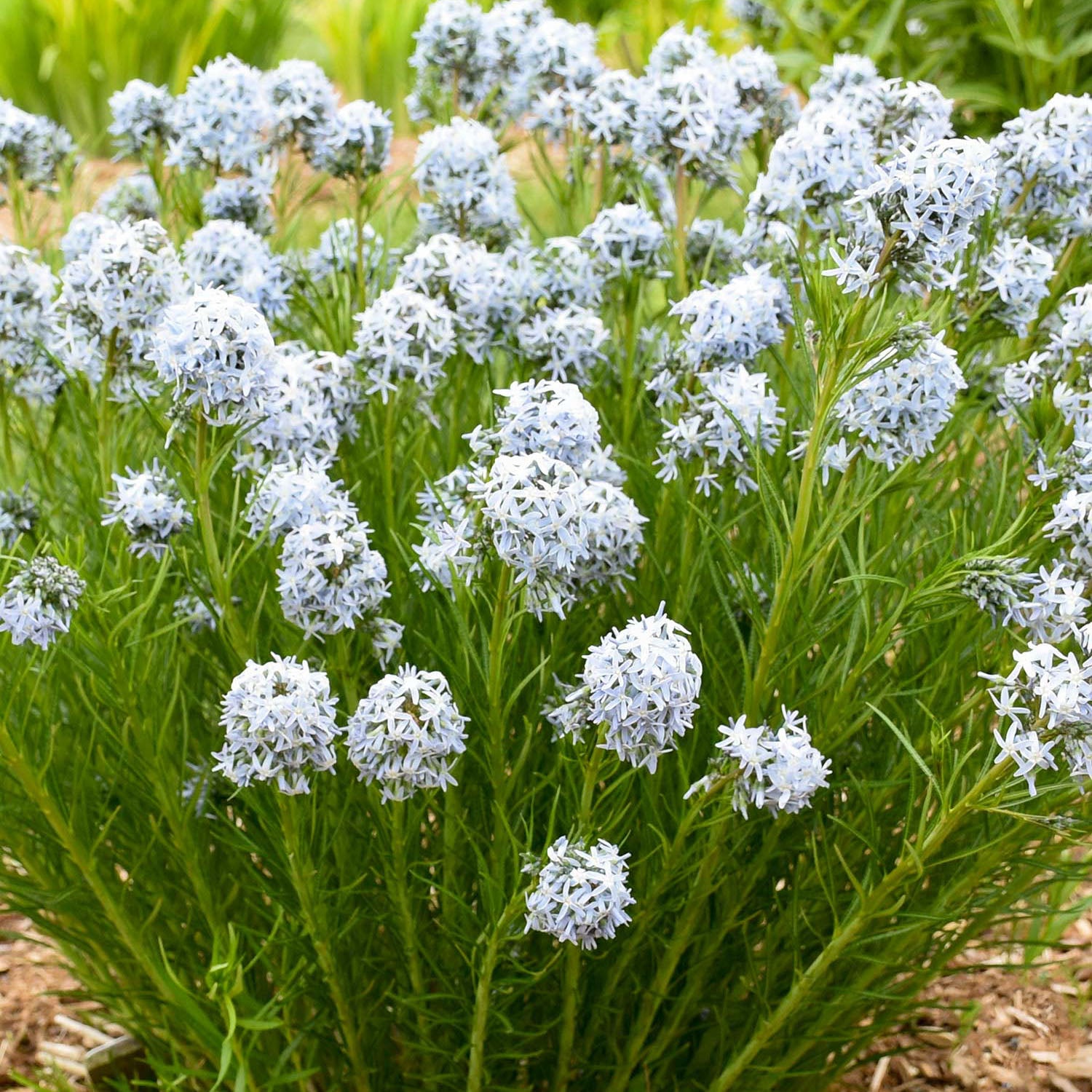 String Theory Amsonia