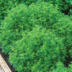 Dropshot Irish Lace Marigold