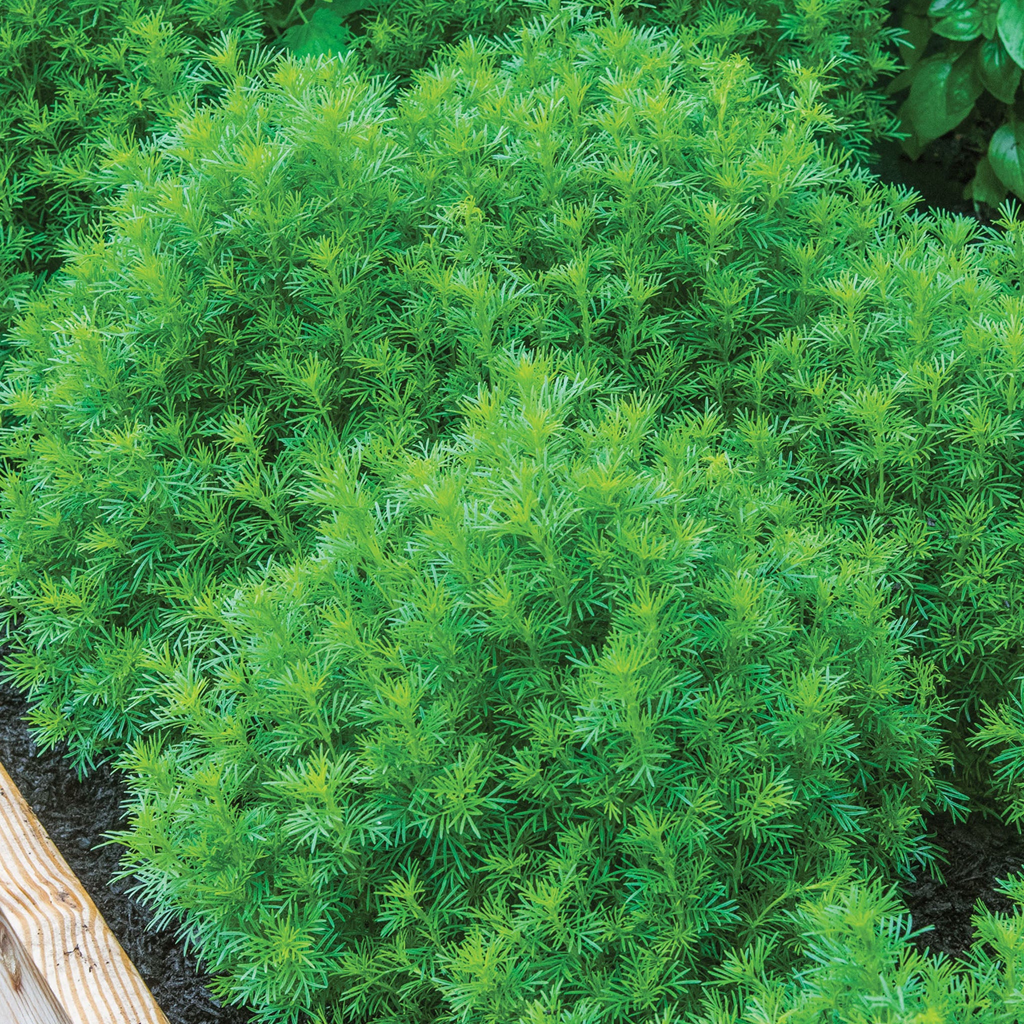 Dropshot Irish Lace Marigold