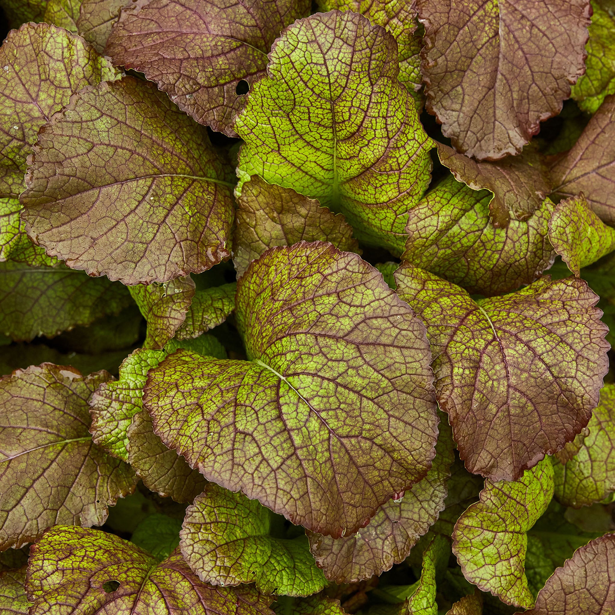 Red Giant Organic Mustard