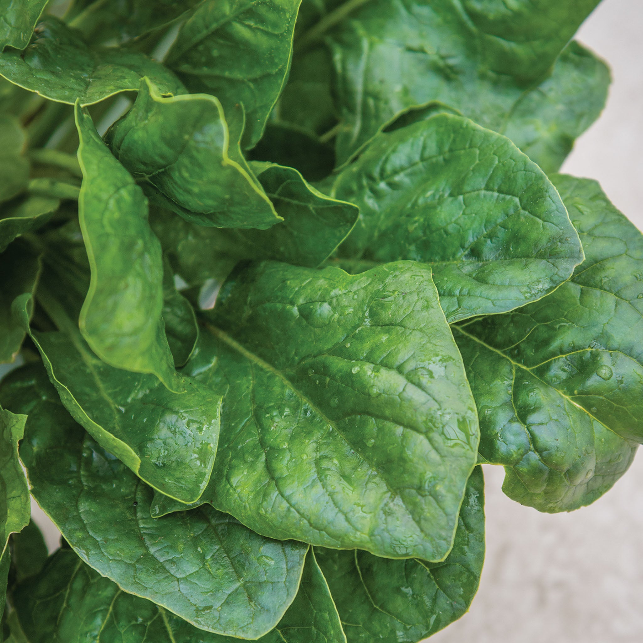 Riverside Spinach