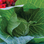 Charleston Wakefield Cabbage