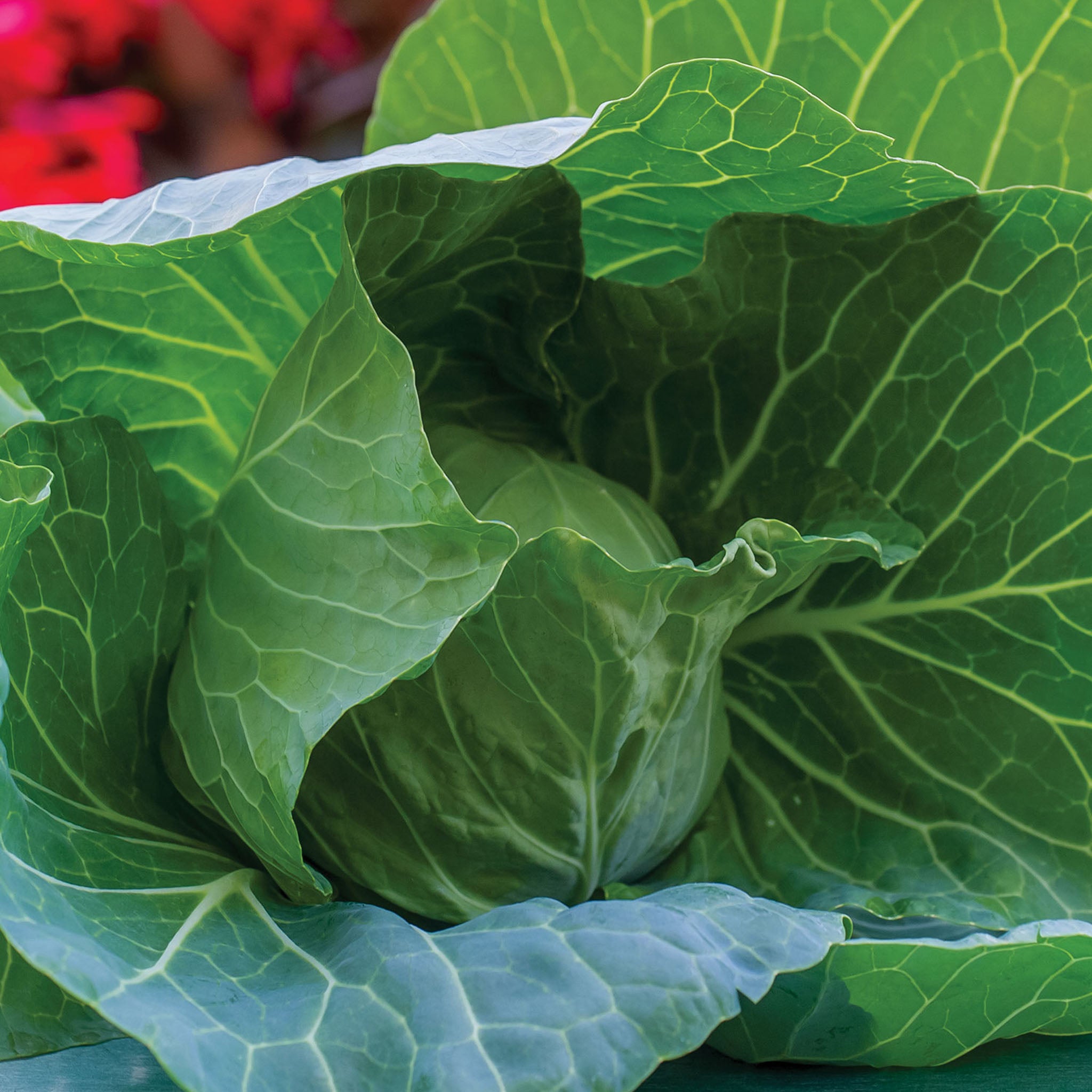 Charleston Wakefield Cabbage