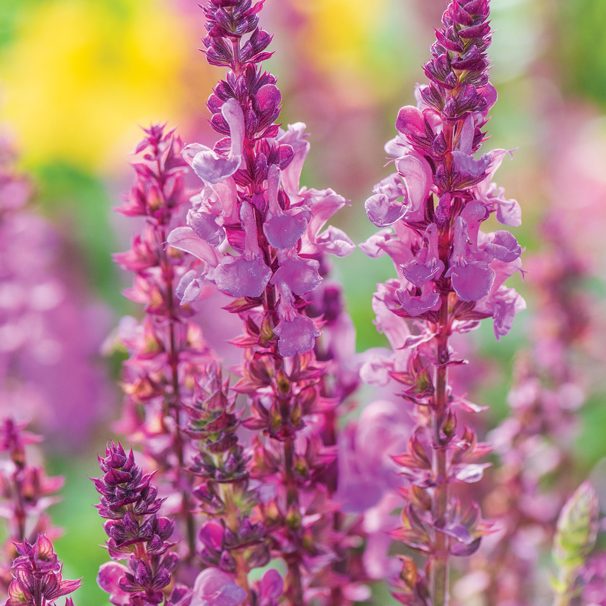Rose Marvel Salvia