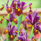 Red Ember Iris Bulbs