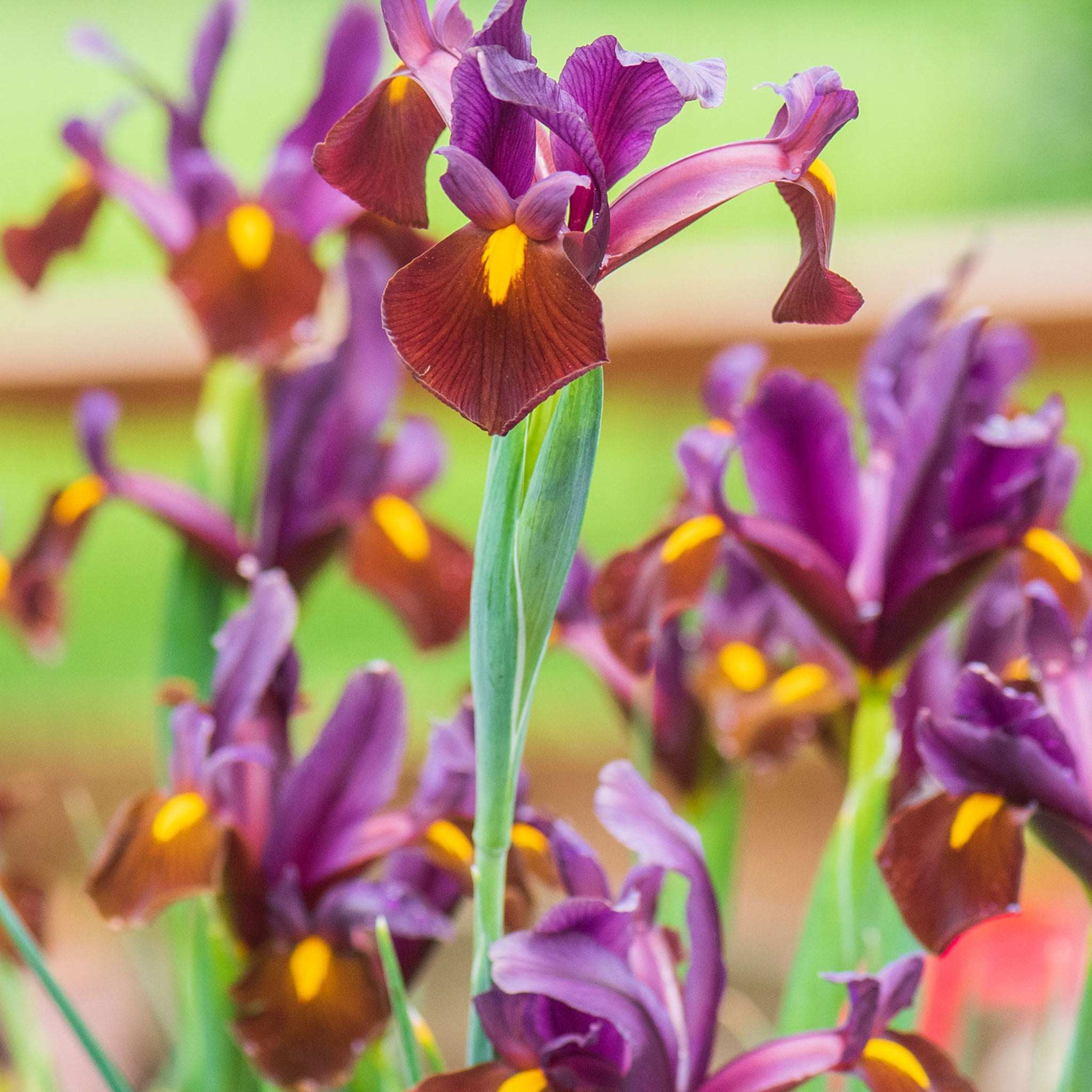 Red Ember Iris Bulbs