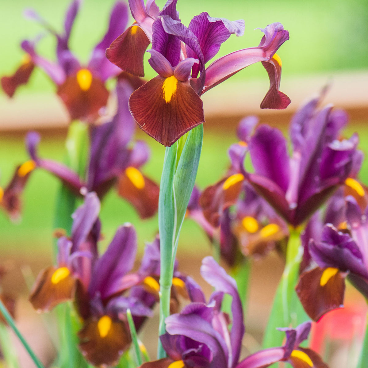 Red Ember Iris Bulbs