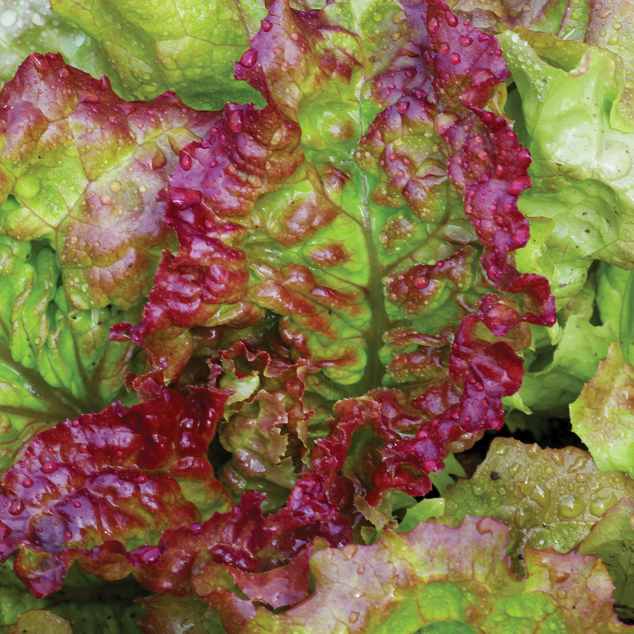 Prizeleaf Lettuce