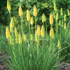 Glowstick Kniphofia