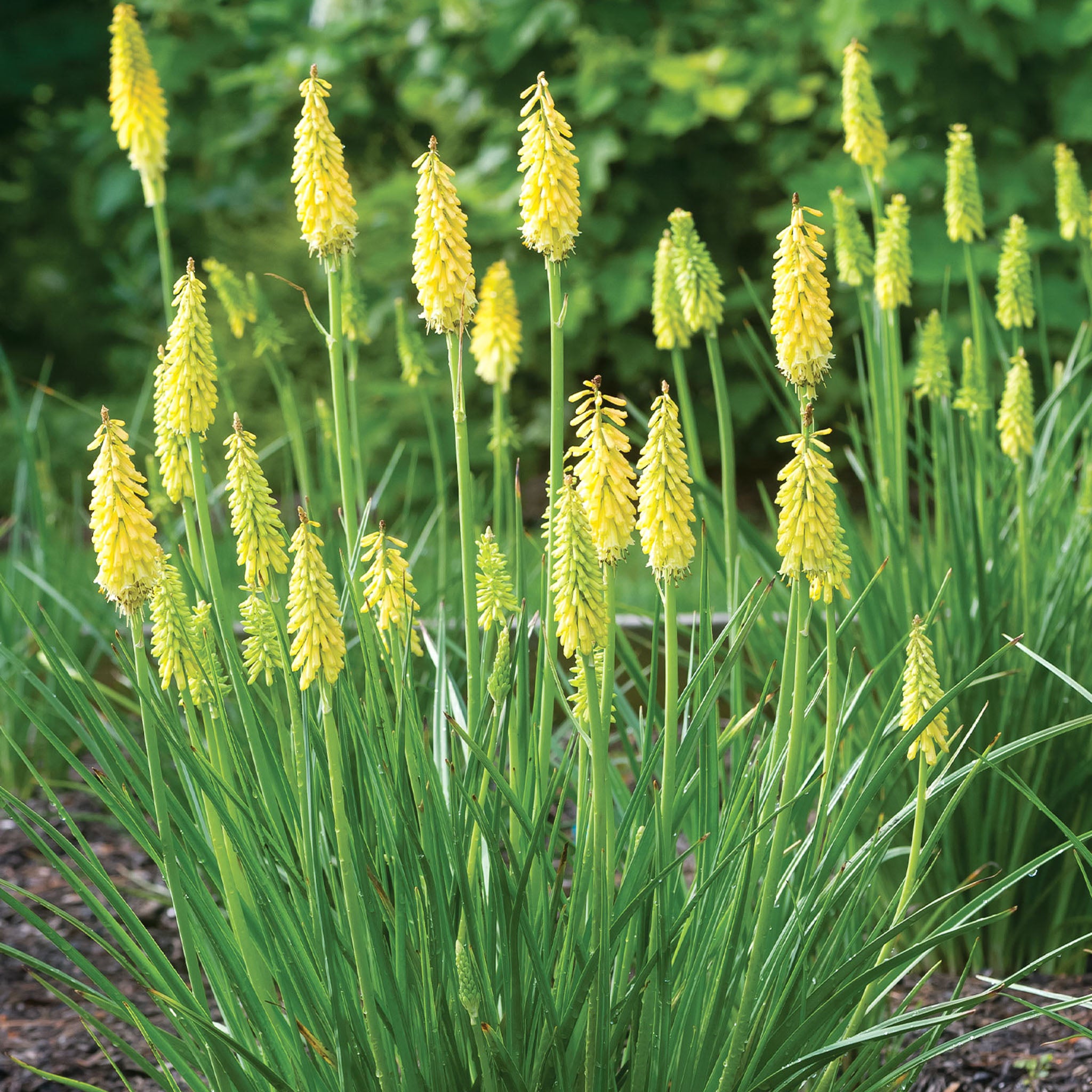 Glowstick Kniphofia