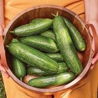 Bragger Cucumber