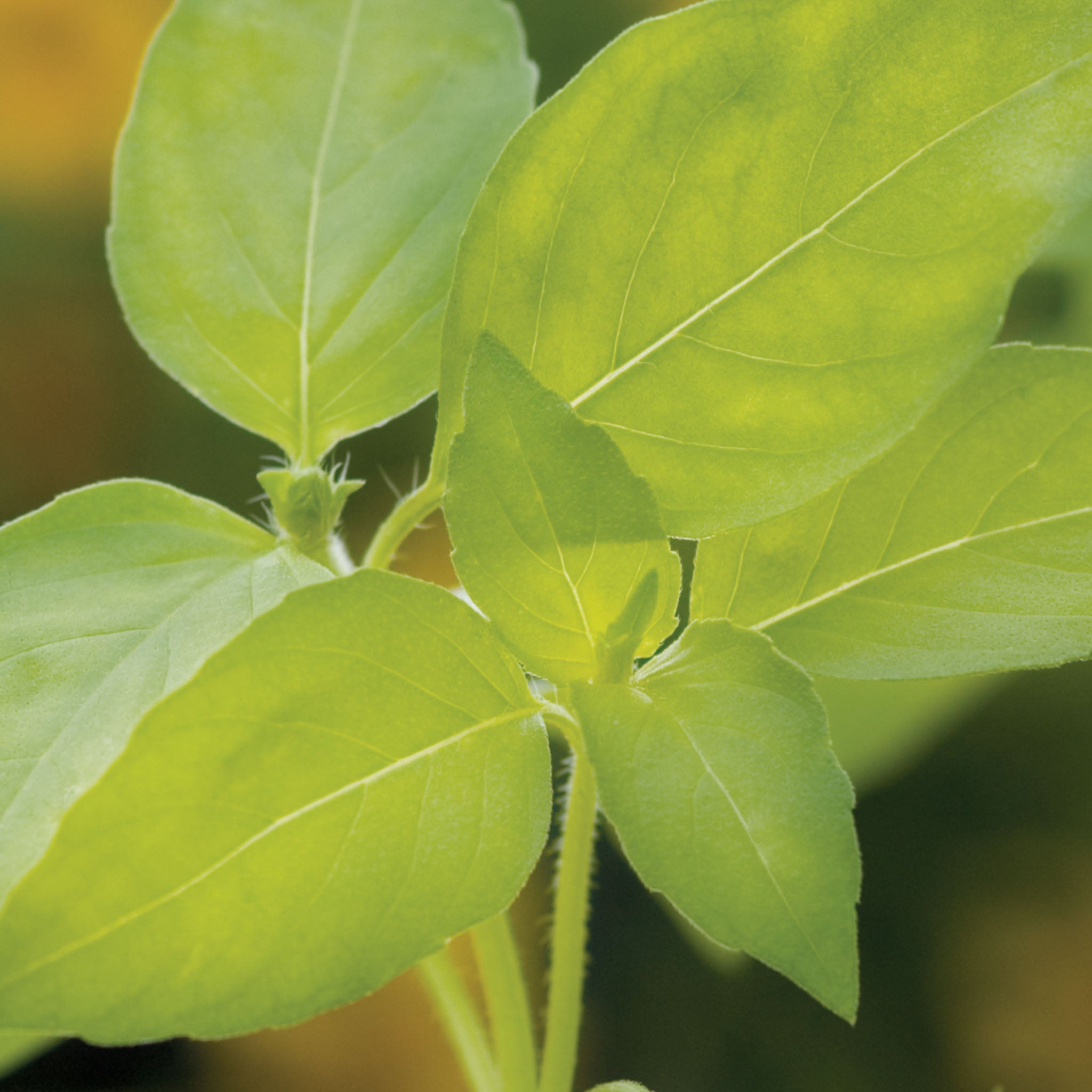 Lemon Basil