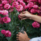 Deep Rose Lisianthus