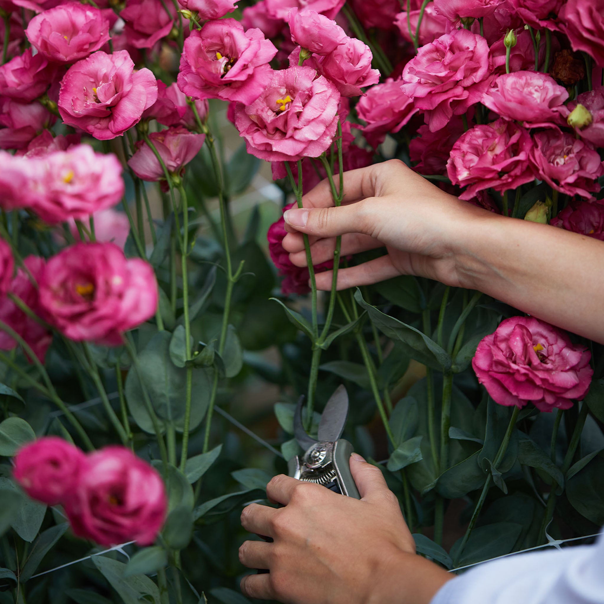 Deep Rose Lisianthus