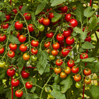Super Sweet 100 Tomato