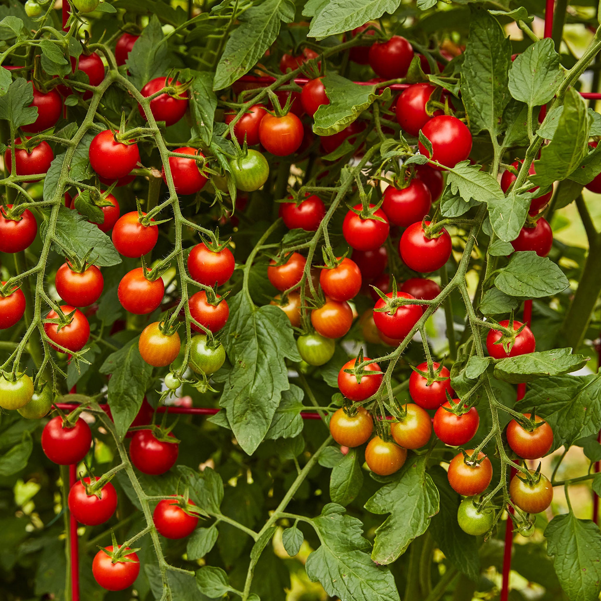 Super Sweet 100 Tomato