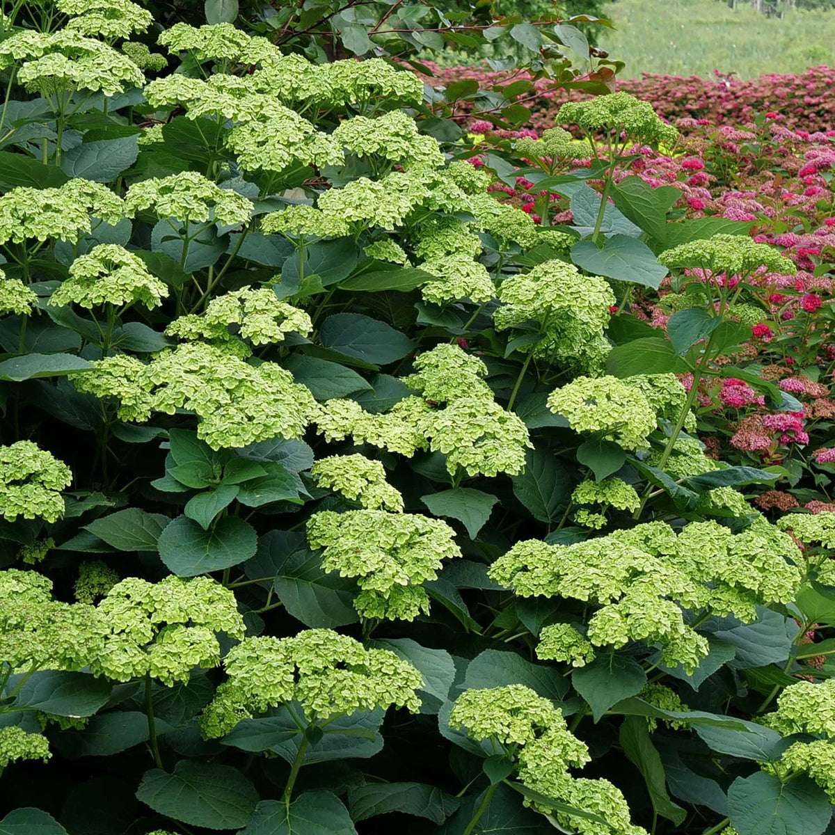 Invinsibelle Sublime Hydrangea