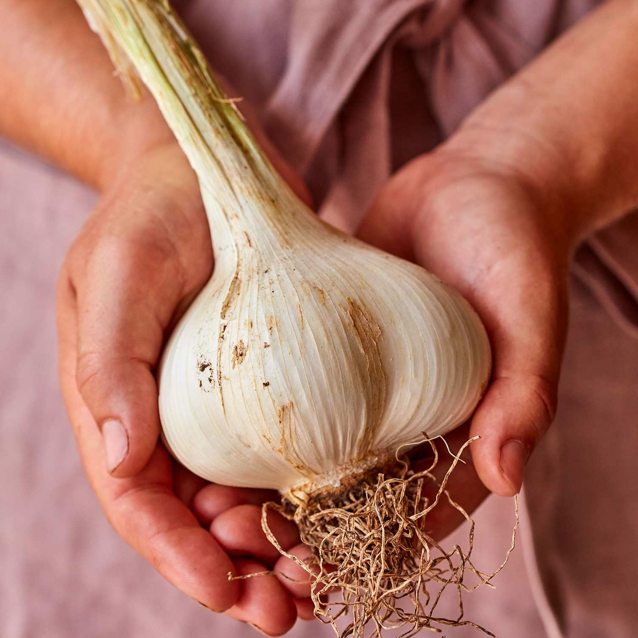 Elephant Garlic Bulbs