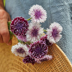 Burgundy Beauties Mix Cornflower