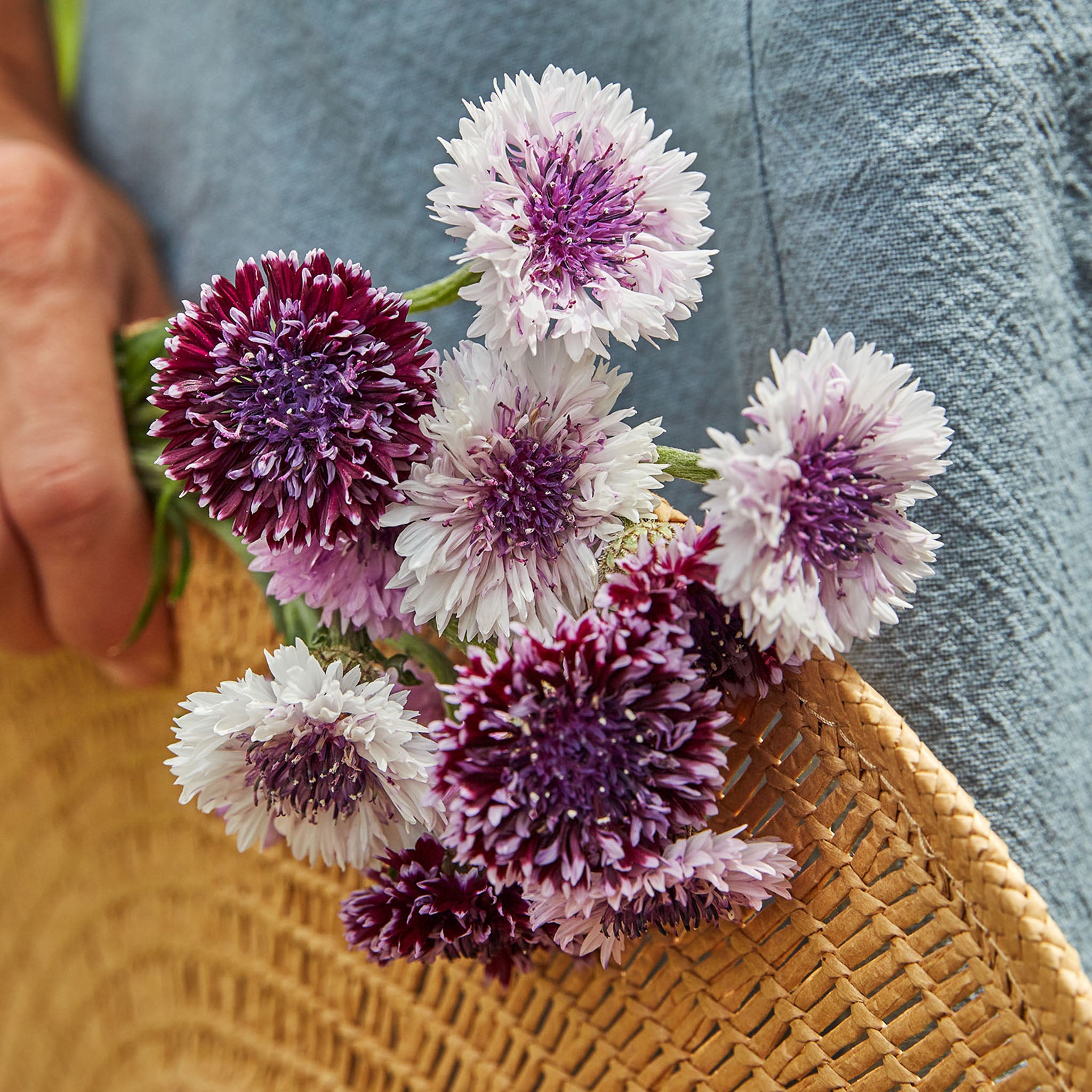 Burgundy Beauties Mix Cornflower