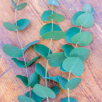 Eucalyptus Gunii Silverdrop Herb