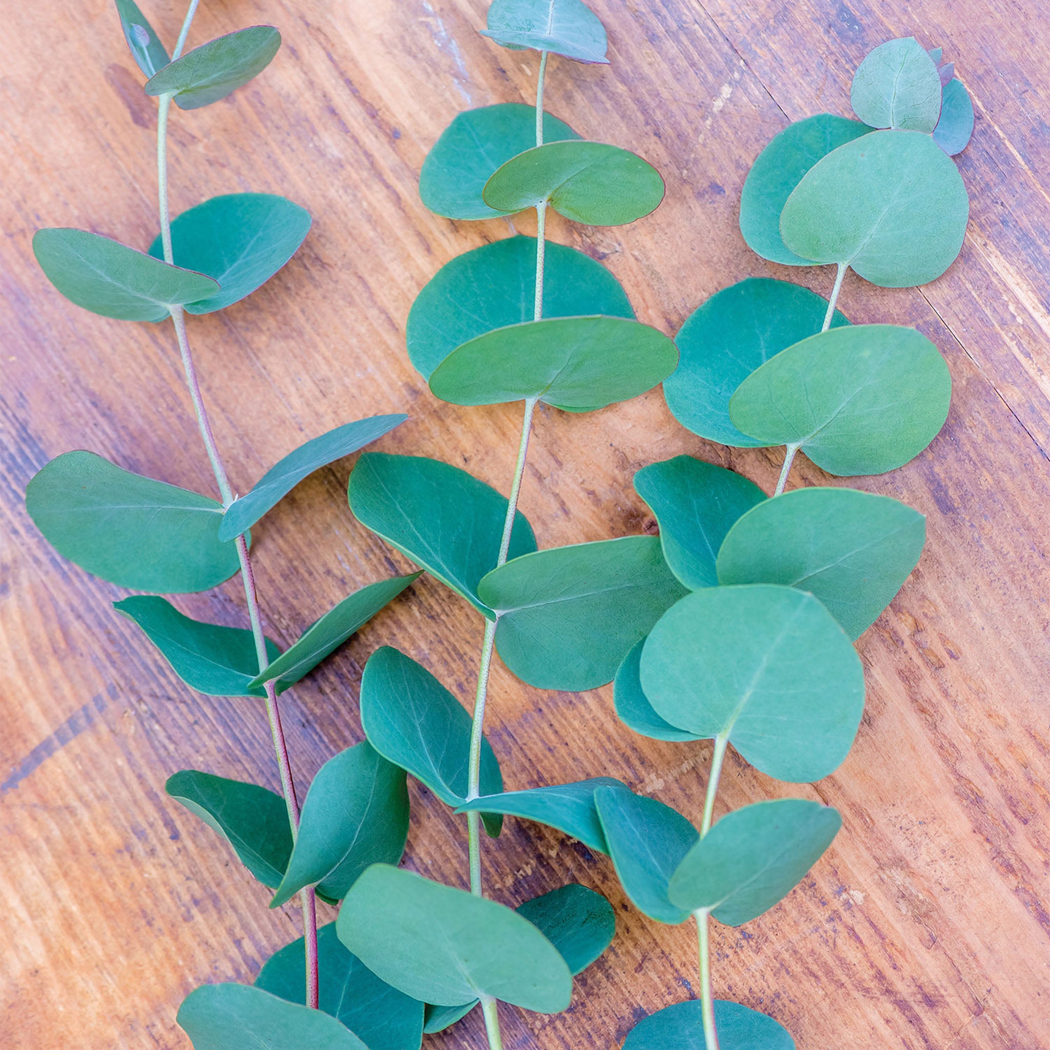 Eucalyptus Gunii Silverdrop Herb