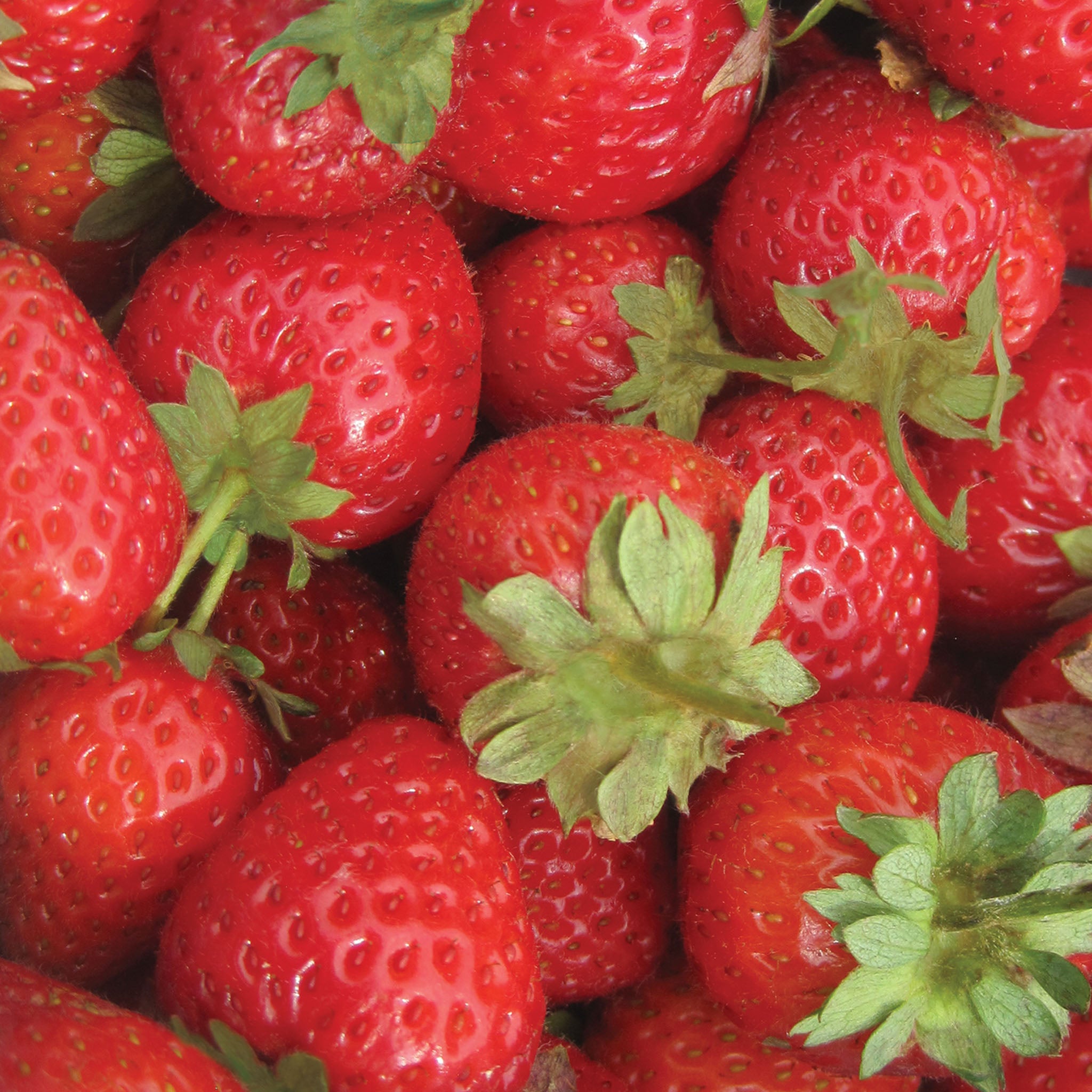 Sweet Charlie Strawberry