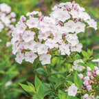 Blue Paradise Phlox