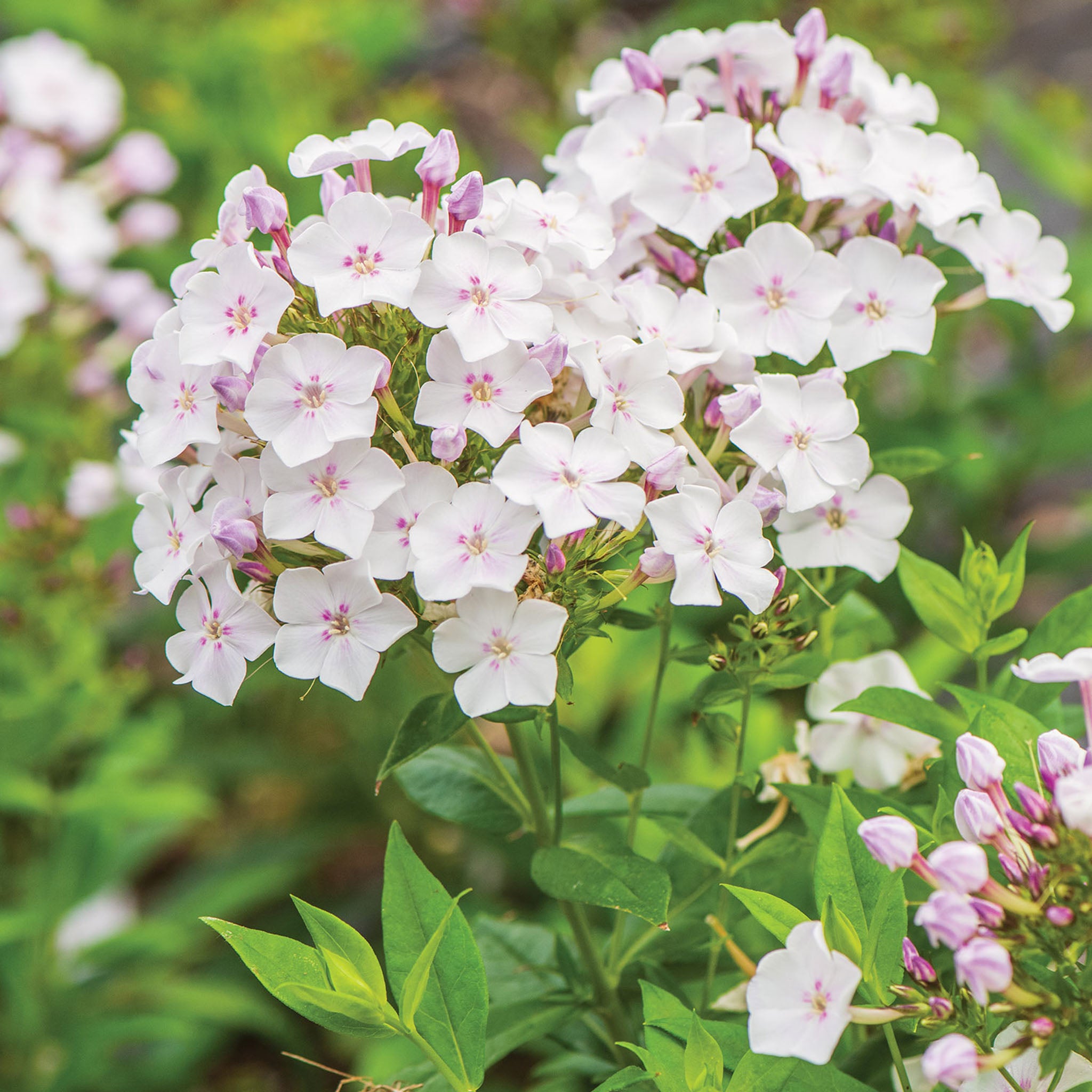 Blue Paradise Phlox