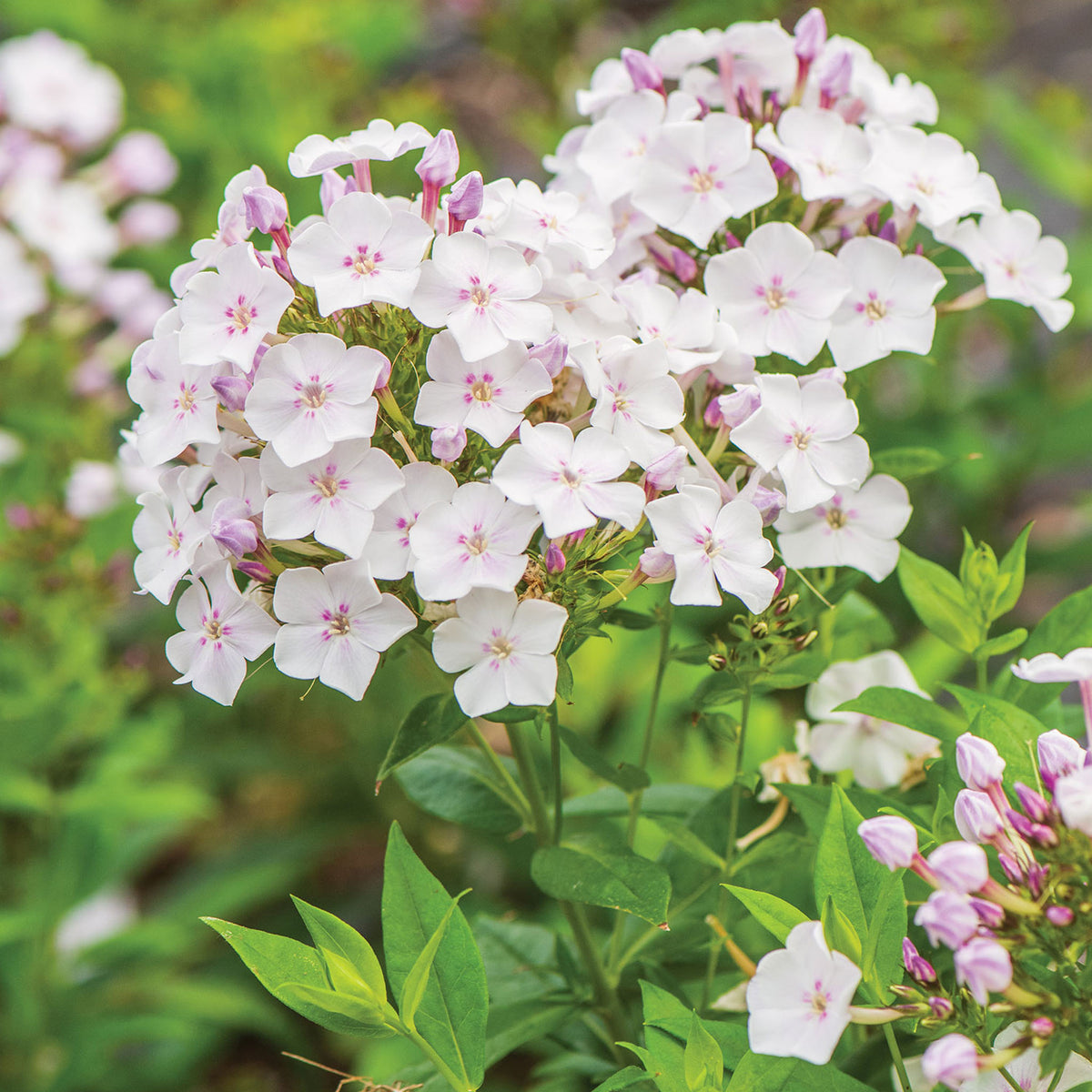 Blue Paradise Phlox