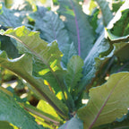 Dazzling Blue Kale