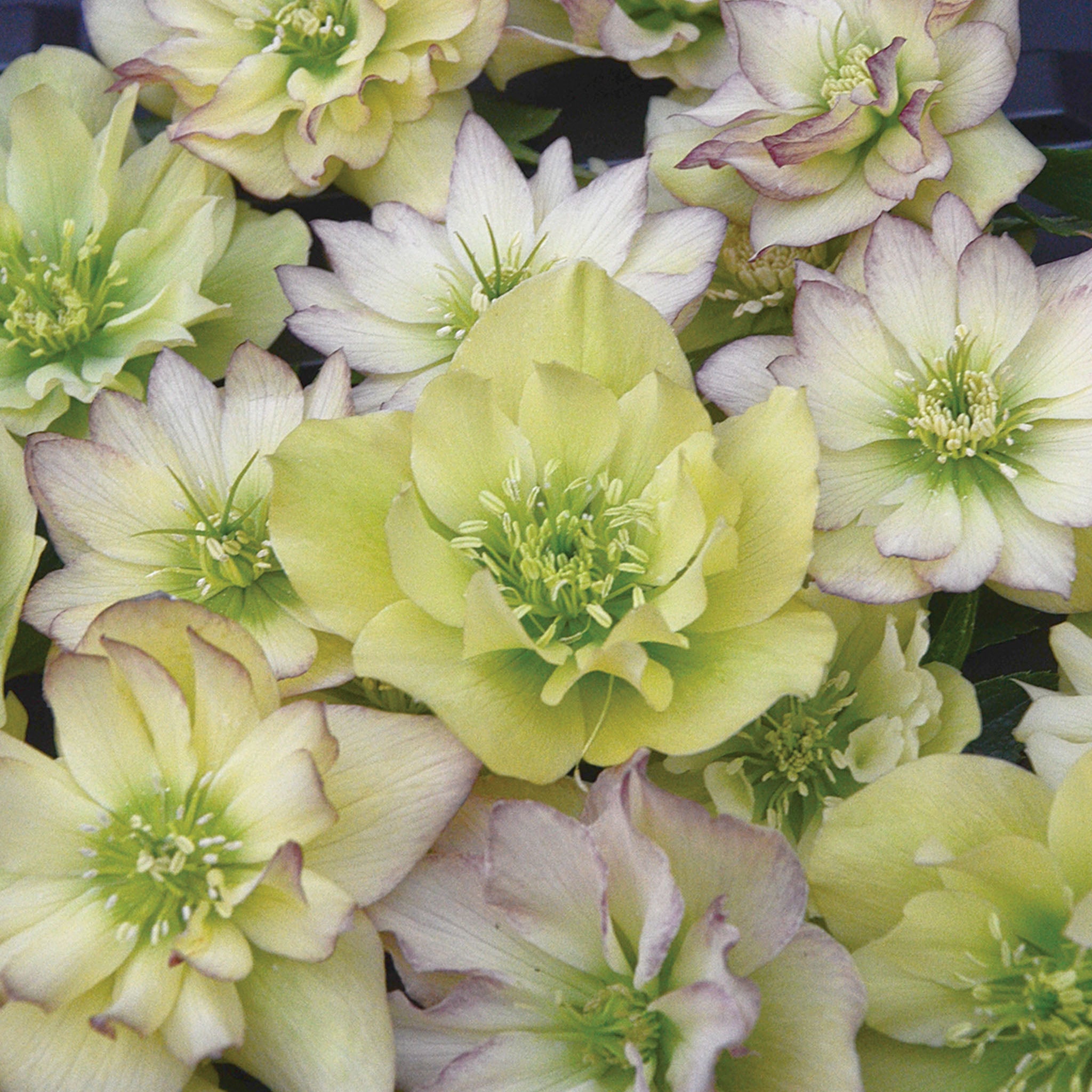 Wedding Party First Dance Helleborus