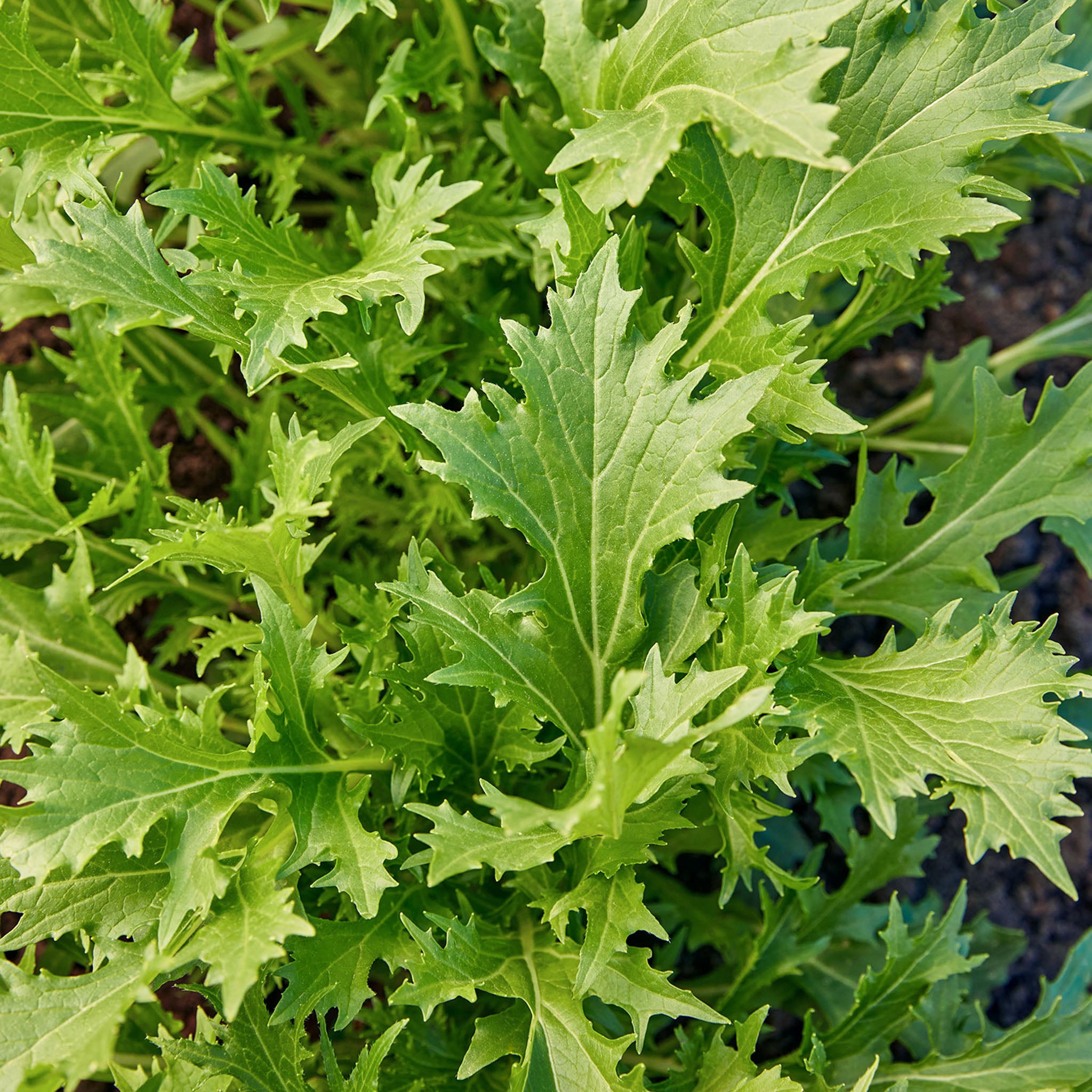 Mizuna Mustard