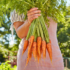 Danvers 126 Carrot