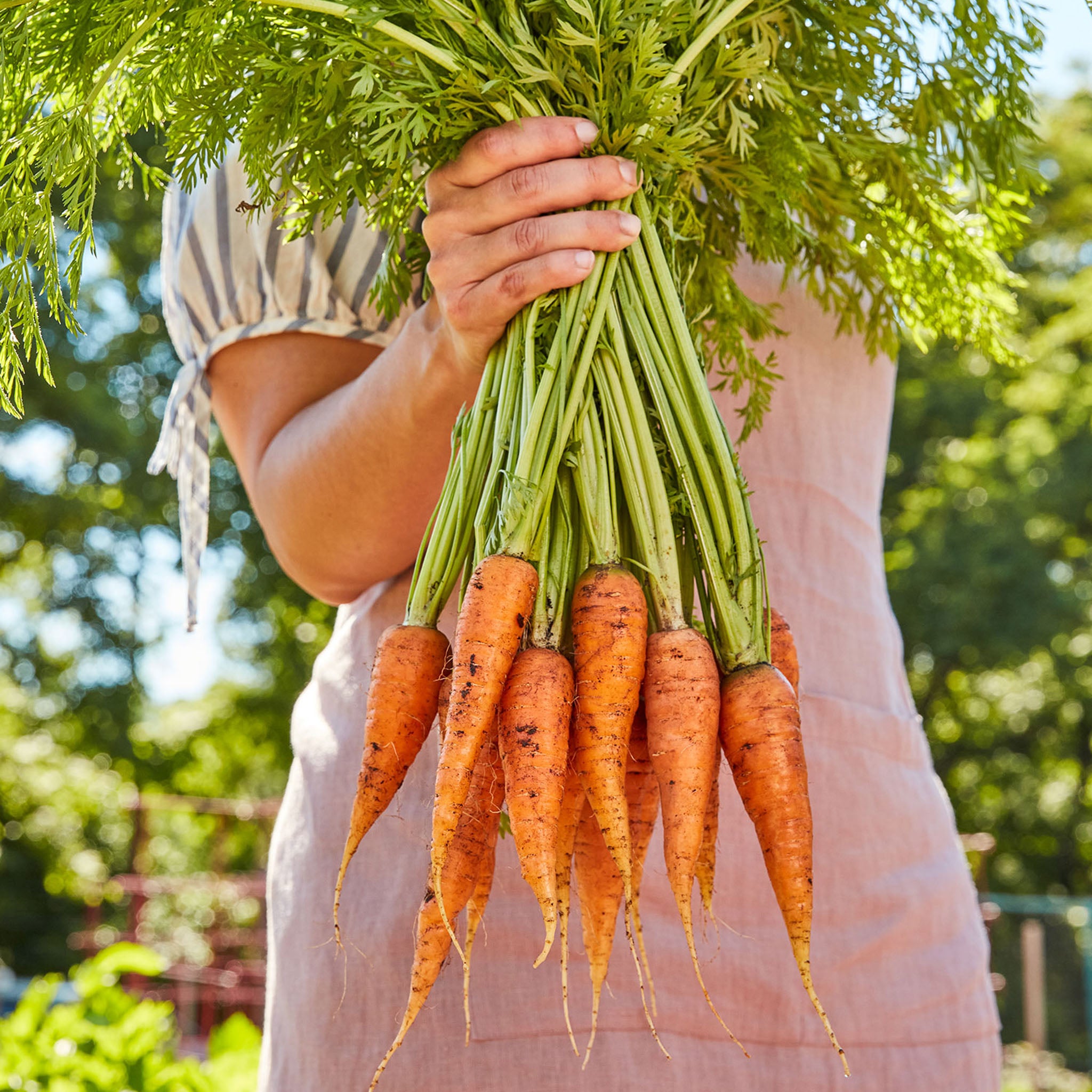 Danvers 126 Carrot