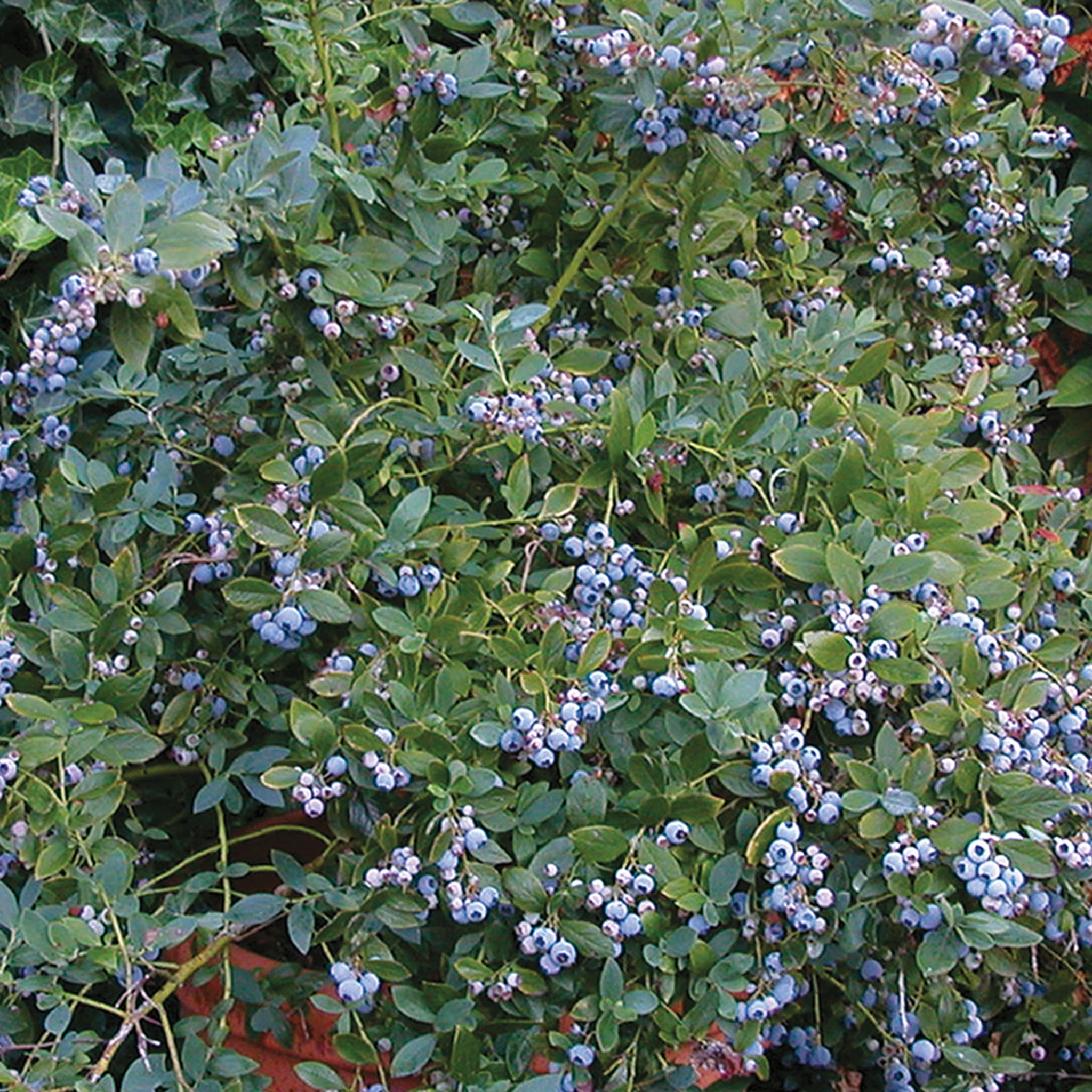 Sunshine Blue Blueberry