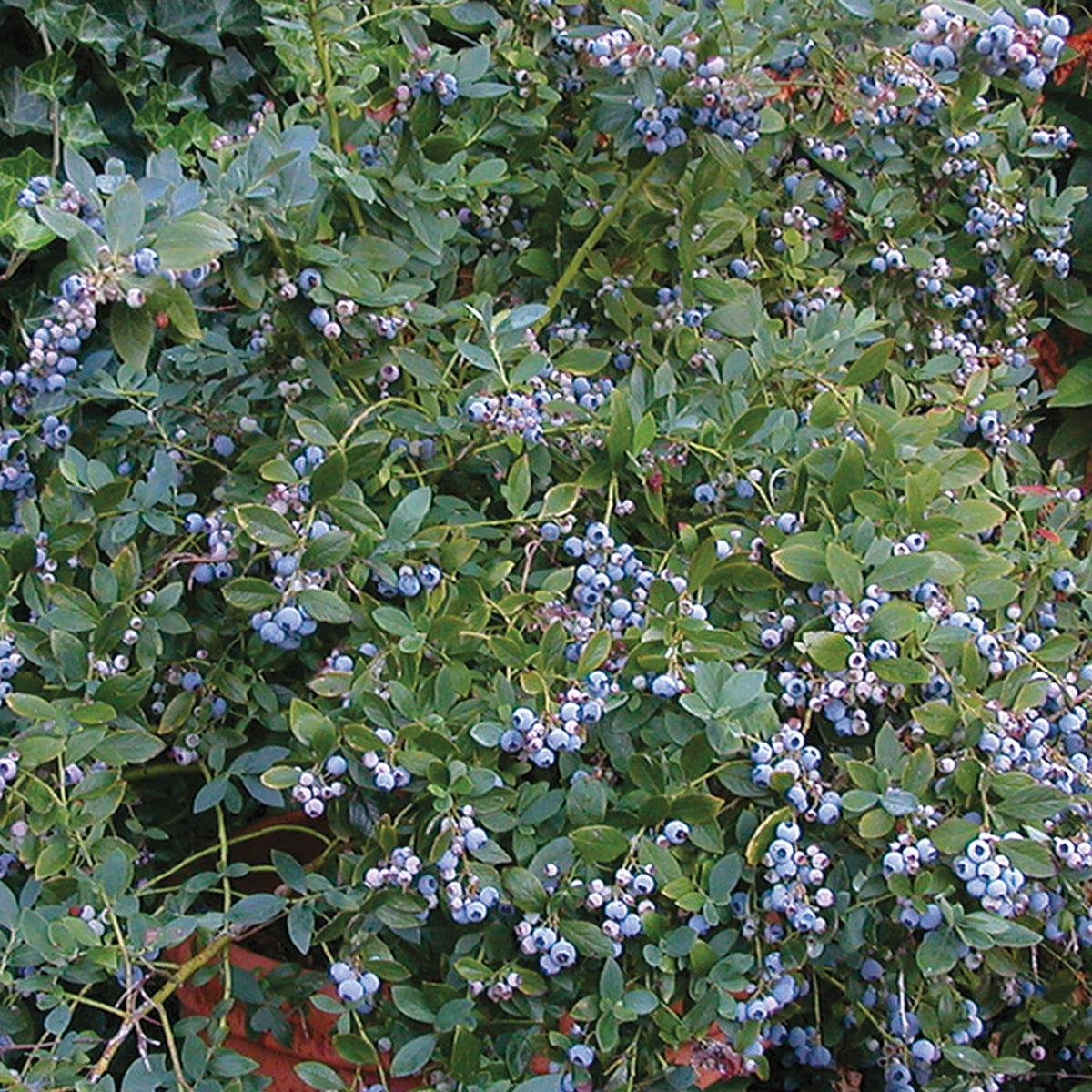 Sunshine Blue Blueberry