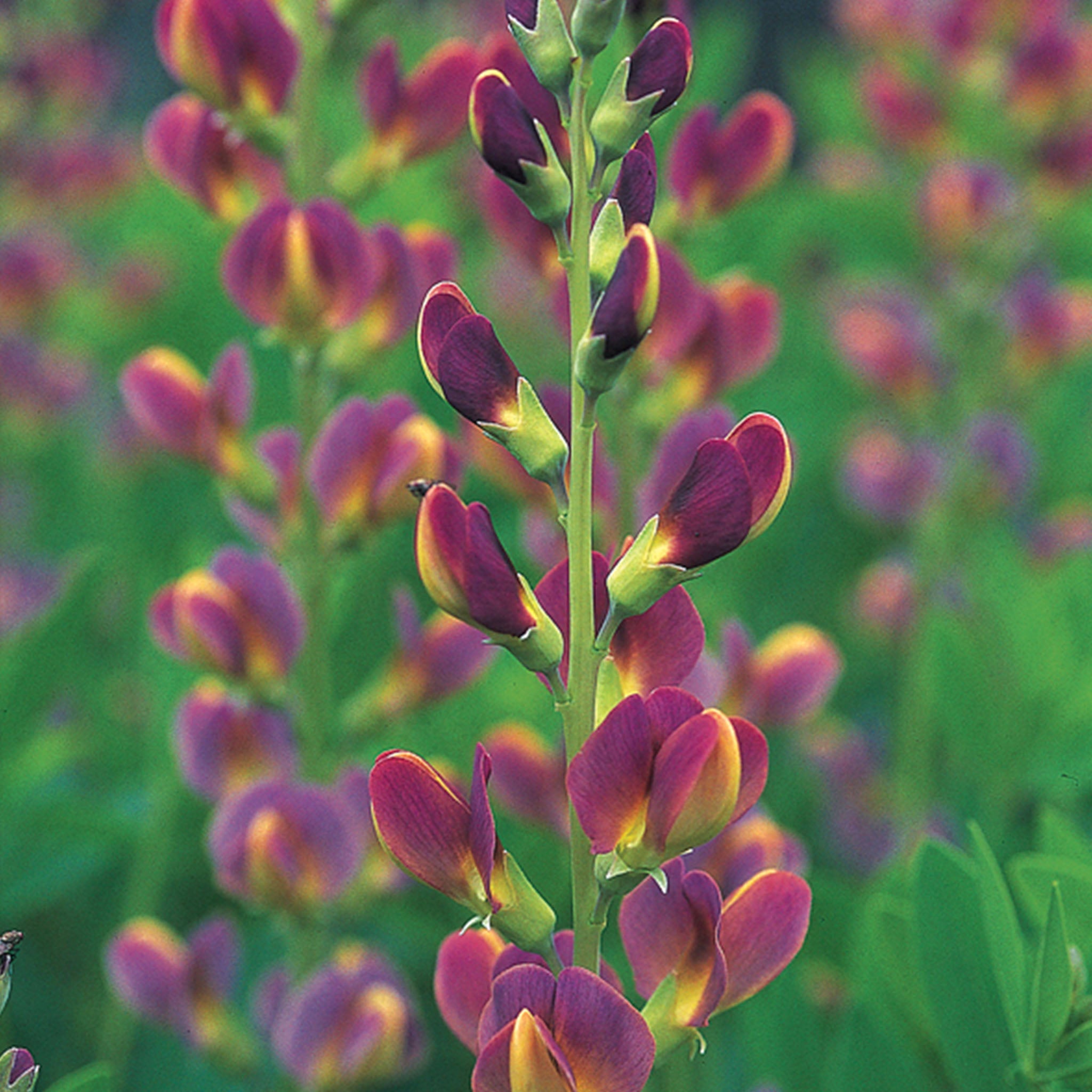 Twilight Prairieblues Baptisia