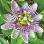 Maypops Passionflower