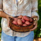 Baltic Rose Potato Tubers