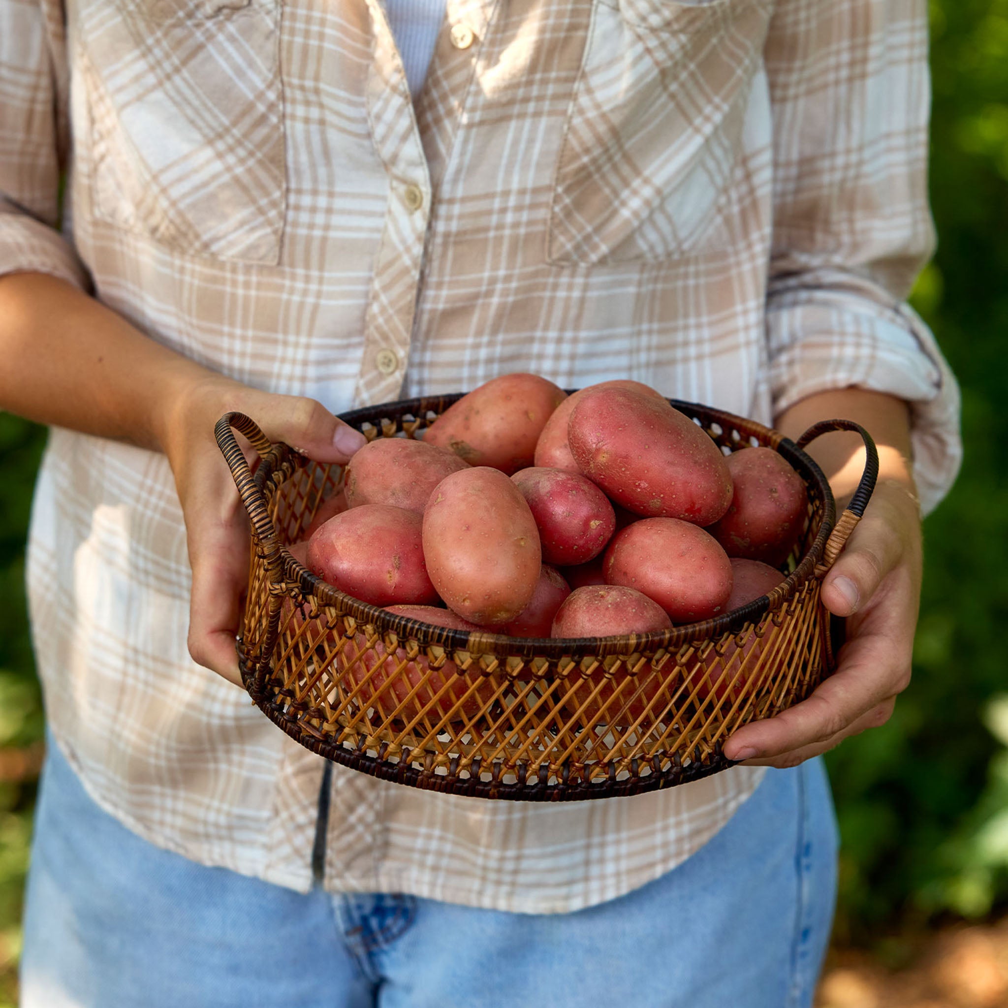 Baltic Rose Potato Tubers